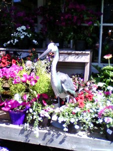 Heron at garden Centre2