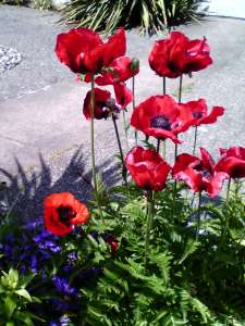 Red Poppies - Copy